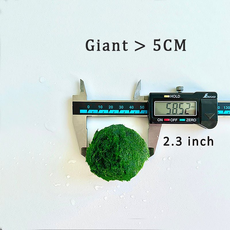 Marimo Moss Balls For Aquarium 5PCS Multiple Size Moss Ball Aqua Plant Pet Bulk Sale - Kokedama Japanese Algae Ball Wholesale