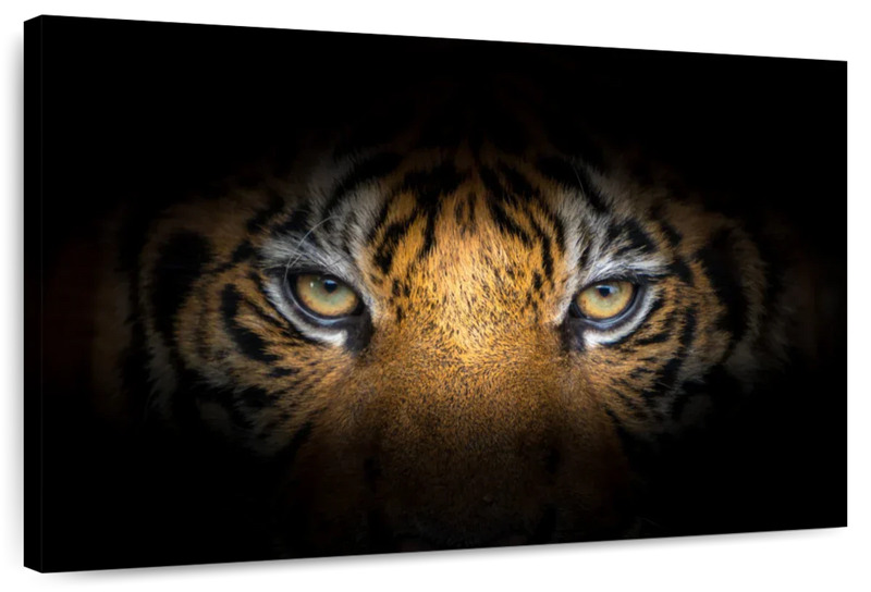 Fierce Eyes Tiger Wall Art