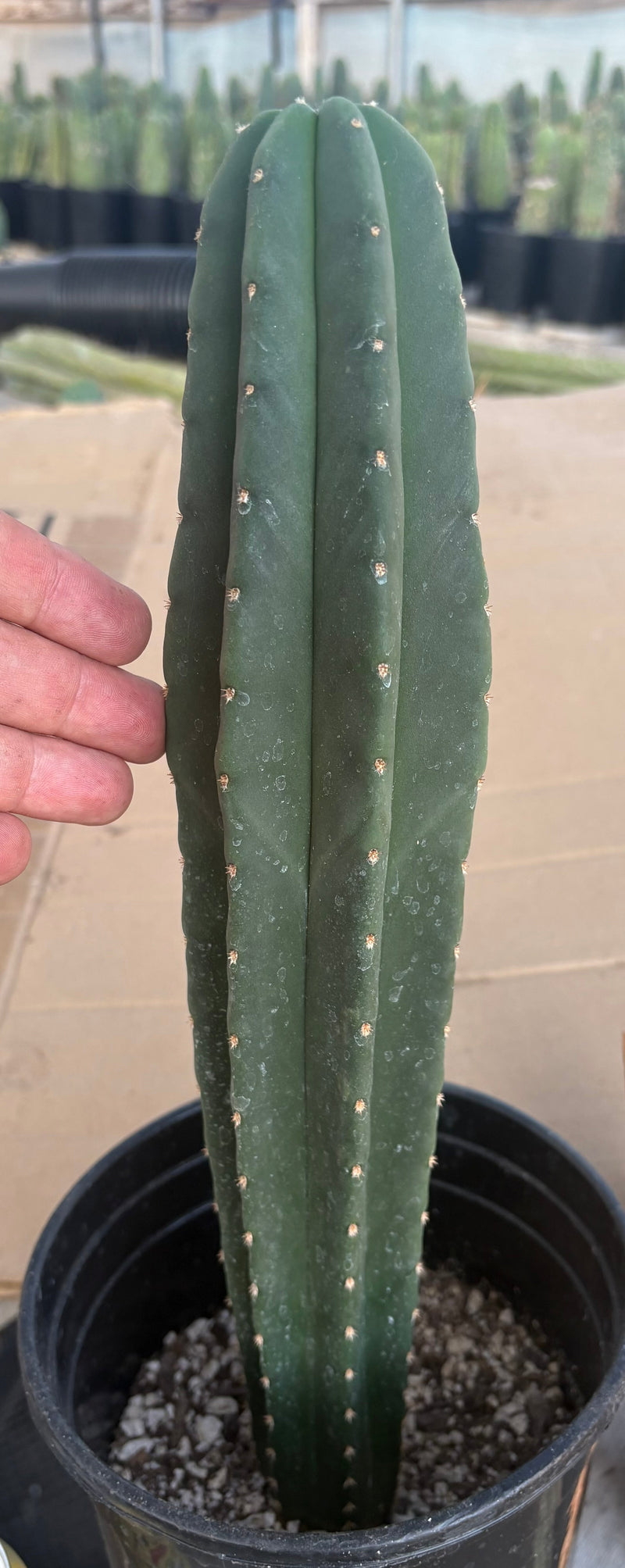 #EC216 Exact Trichocereus Hybrid Scop Ripple X Scop Kesey Cactus 14”