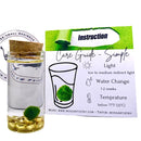 Fortune Moss Kit Office Desktop Decor