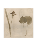 Botanical Thoughts II