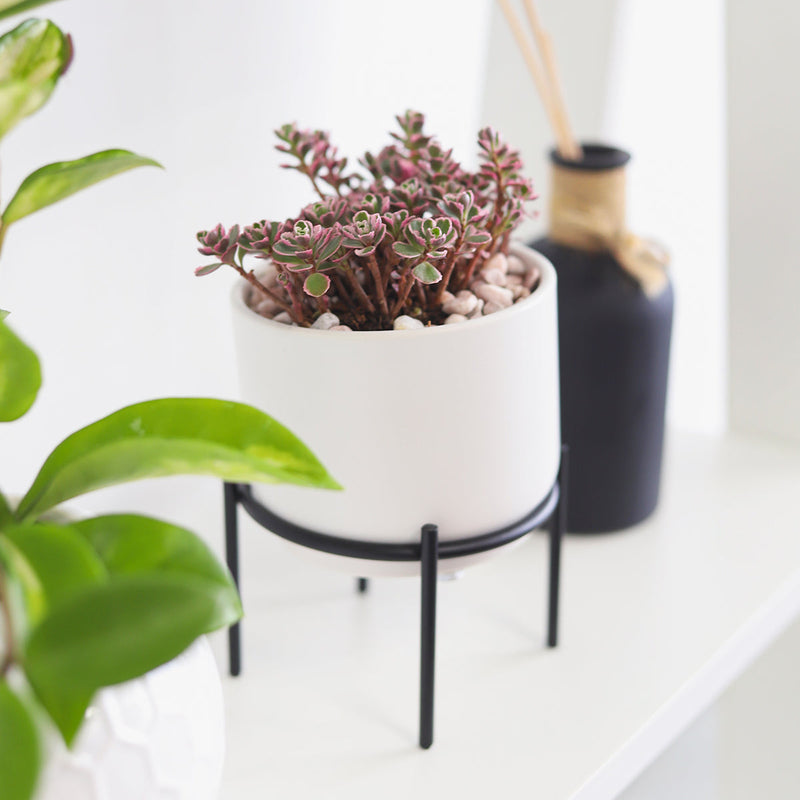 4 inch Solid White Ceramic Planter with Metal Stand