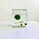 Marimo Moss Ball Aquarium Glass Terrarium Designer 4.5" Home Decor and Office Decor