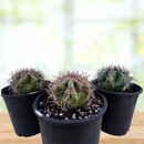 Echinocactus ingens by The Cactus Outlet