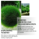 Large Marimo Moss Ball 1 pc 4-5cm LIVE Marimo Moss Ball - Japanese Algae Ball
