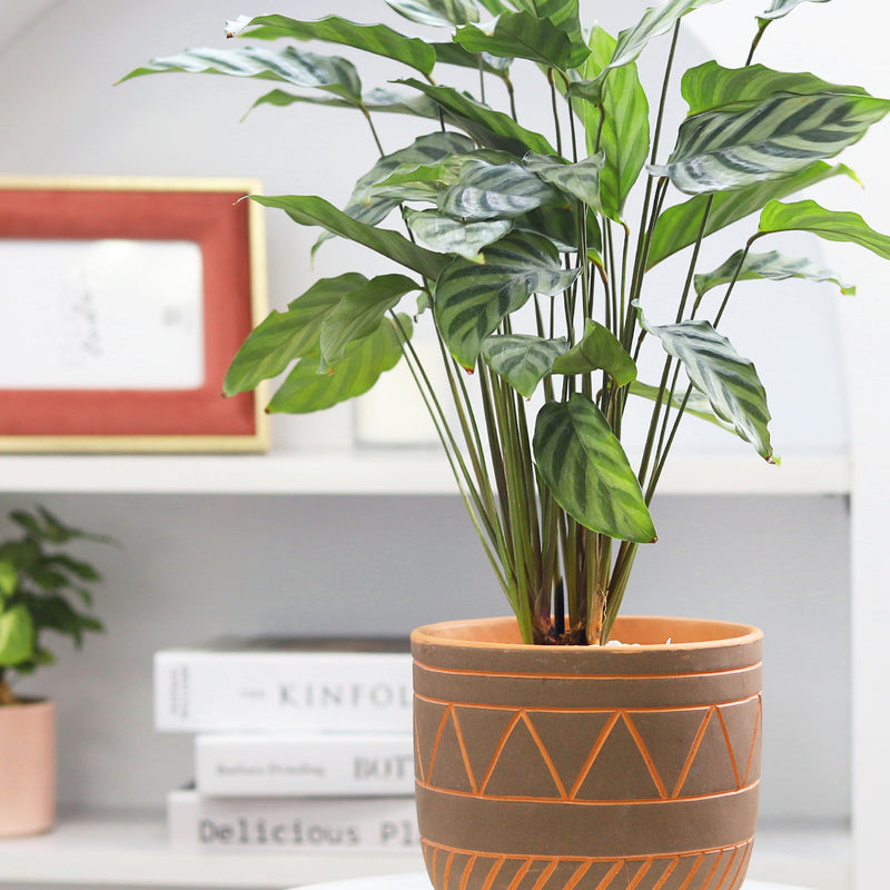 5.5 inch Black-Clay Color Geometric Pattern Pot