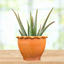 Aloe Barbadensis