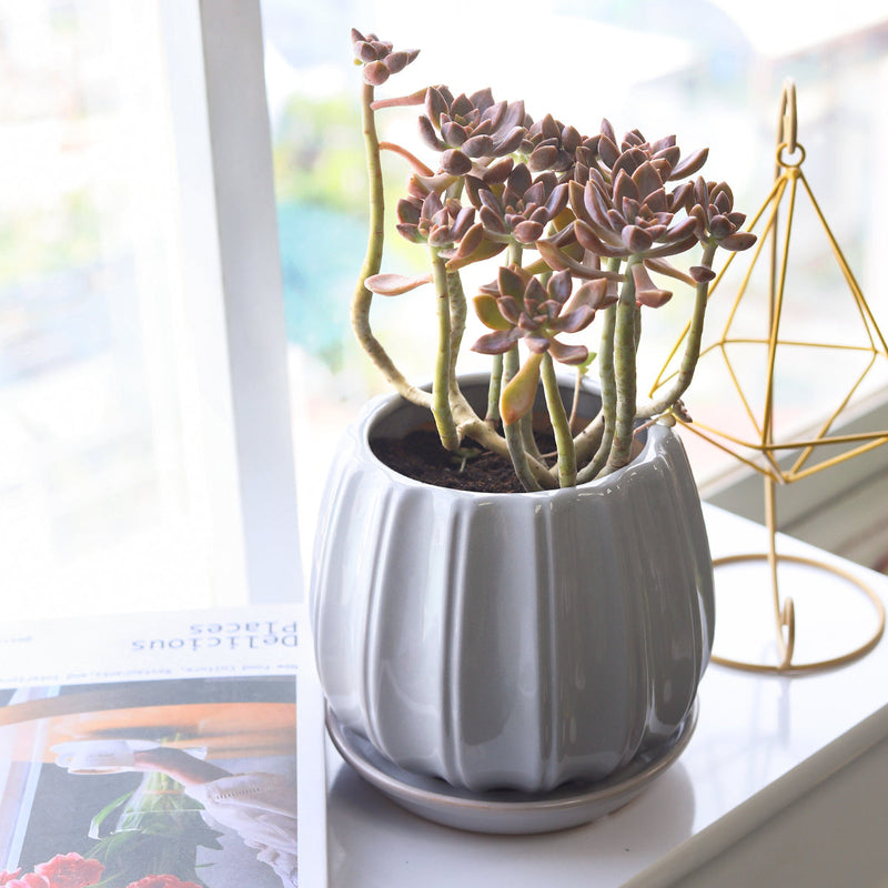 6 inch Grey Glazed Ceramic Contour Planter