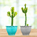 Euphorbia Royaleana