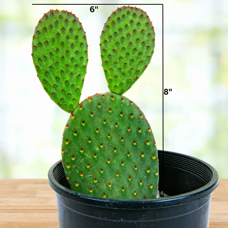 Cinnamon Prickly Pear, photo 4 of 5