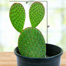 Cinnamon Prickly Pear by The Cactus Outlet