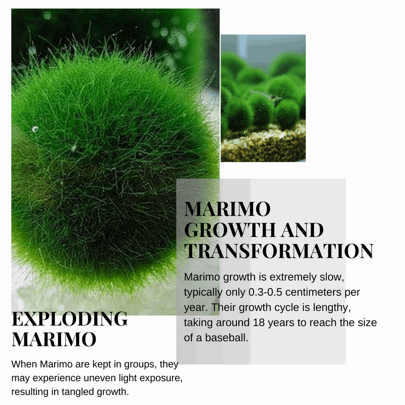 Marimo Moss Balls For Aquarium 2-3 Year 3-4cm Moss Balls: 5/10/20/50PCS Kokedama Japanese Algae Ball Wholesale