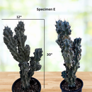Curiosity Cactus