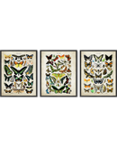 Adolphe millot butterfly set