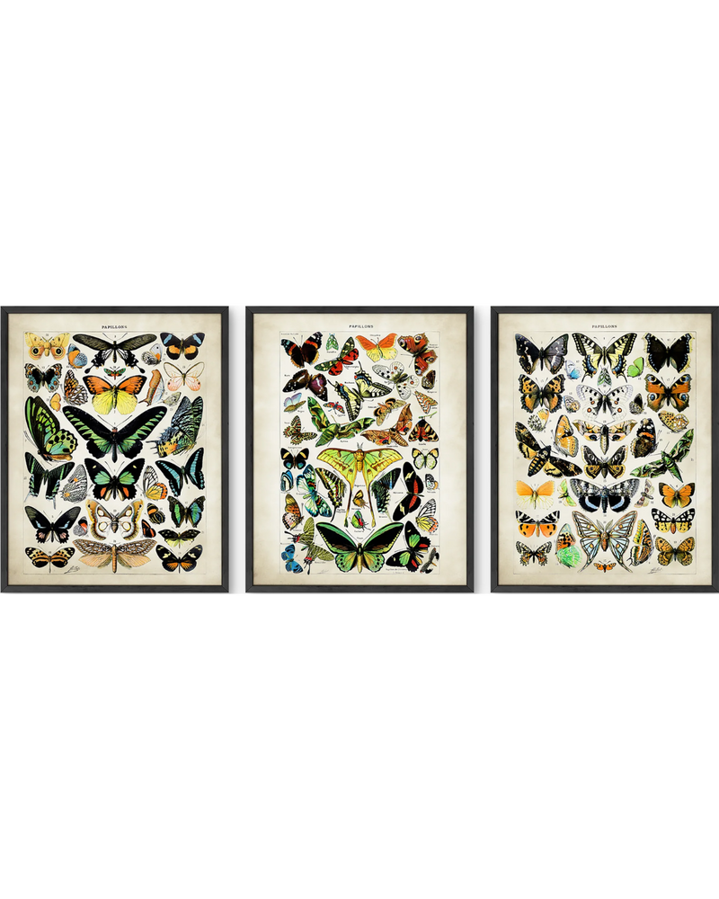 Adolphe millot butterfly set