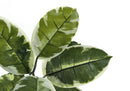 52" Tall Artificial Rubber Tree Indoor Plant by HouseOfZazla