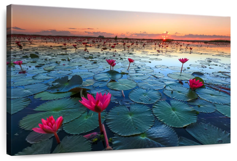 Lake Nong Harn Lotus Wall Art