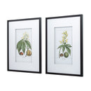 19.7x27.6 Botanical Wall Arts, Set of 2 by HouseOfZazla