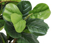 7FT Tall Artificial Banyan Tree Silk Plant – Large Faux Greenery