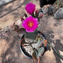 Beavertail Prickly Pear by The Cactus Outlet