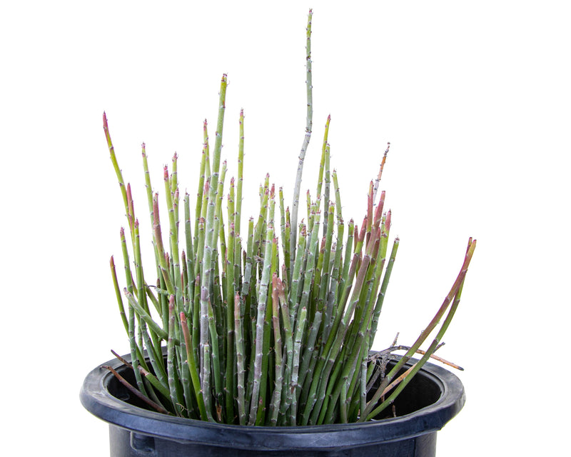 Candelilla