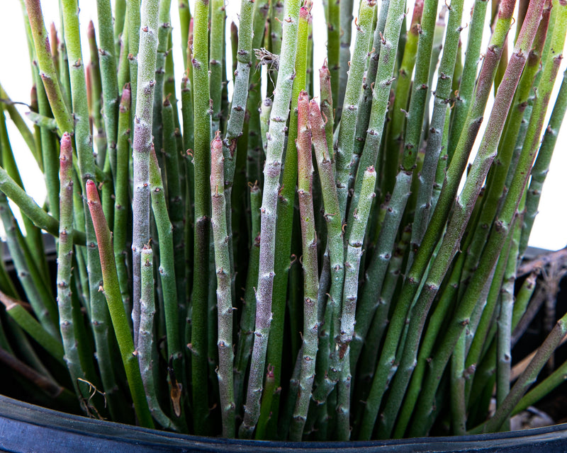 Candelilla