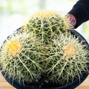 Golden Barrel Cactus by The Cactus Outlet