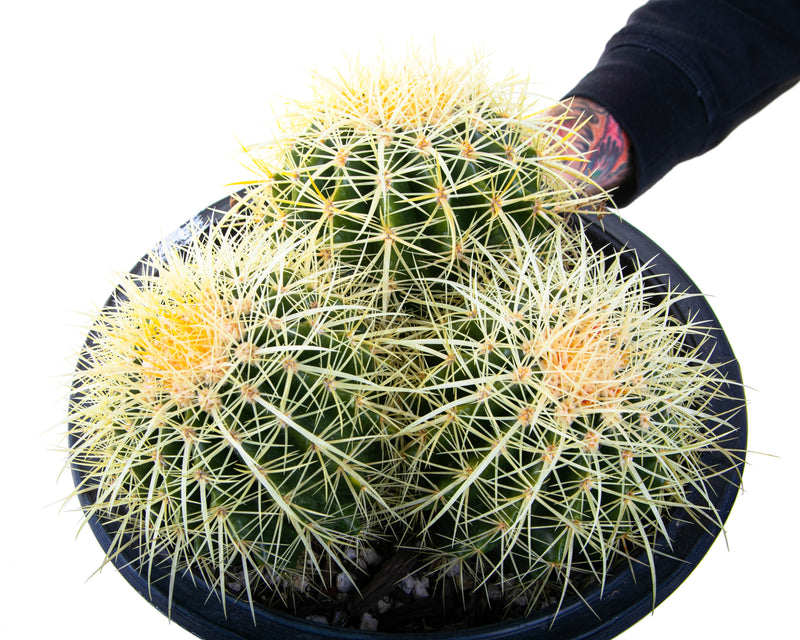 Golden Barrel Cactus