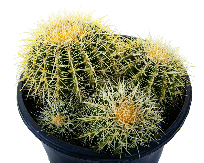Golden Barrel Cactus