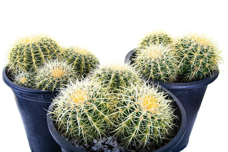 Golden Barrel Cactus