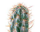 Old Man of the Andes Cactus
