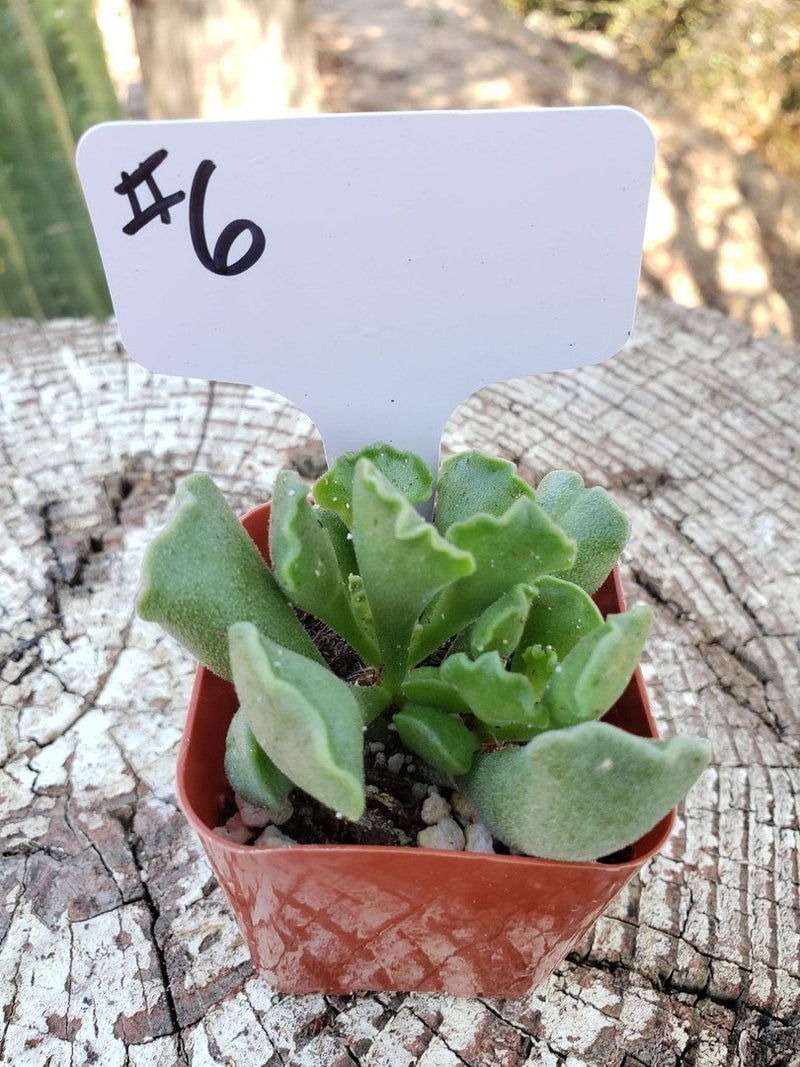 #6 Adromischus Cristatus Key Lime Pie