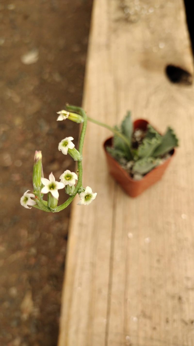 #6 Adromischus Cristatus Key Lime Pie