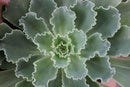6" Echeveria Succulent Hybrid