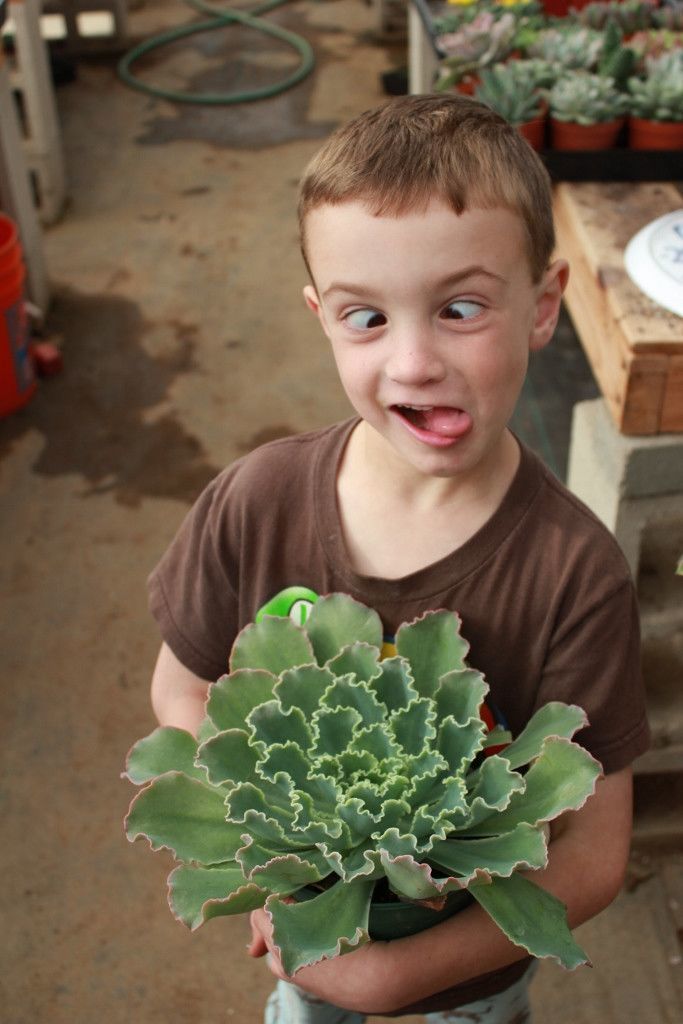 6" Echeveria Succulent Hybrid