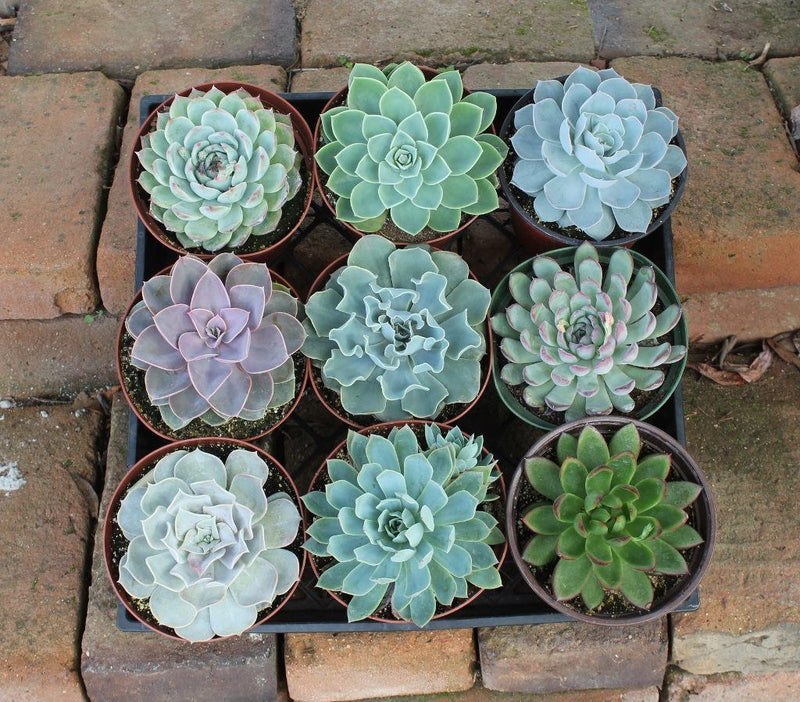 6" Echeveria Succulent