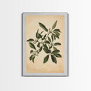 Mistletoe Canvas Print - Framed Canvas - Minimalist Christmas Art - Boho Christmas Art - Rustic Christmas Art
