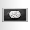Sand Dollar, Beach Detail, Minimalist Sea, Calm Nature, Framed Canvas Print, Bathroom Wall Art, Coastal Boho Decor, Ocean Zen Style
