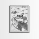 Sand Crab, Beach Macro, Ocean Critter Art, Framed Canvas Print, Coastal Bathroom Decor, Beach House Wall Art, Nature Close-Up