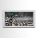 Duck Family, Pond Life, Nature Scene, Wildlife Photography, Canvas Print, Nursery Wall Art, Cute Animal Print, Nature Lover Gift Idea