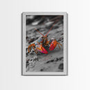 Colorful Lobster, Beach Wildlife, Close-Up Macro Art, Framed Canvas Print, Kitchen Wall Art, Coastal Marine Decor, Vibrant Style