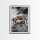 Blue Crab, Vibrant Shell, Coastal Creature Art, Framed Canvas Print, Bathroom Wall Art, Nautical Theme Decor, Ocean Wildlife Art