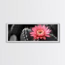 Desert Bloom, Cactus Flower, Vibrant Petals, Nature Beauty, Framed Canvas Print, Boho Wall Art, Living Room Decor, Pink Flower Photography