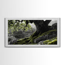 Mossy Oak Tree, oak tree art, nature wall art, rustic art, botanical prints, green wall art, extra wide art, Framed Canvas Print