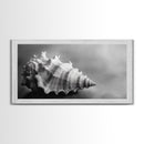 Sea Shell, Wabi Sabi Art, Coastal Decor, Minimalist Art, Nautical Wall Art, Moody Art, Extra Wide Art, Framed Canvas Print