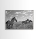 Fine Art Framed Canvas Print, Metal Art, Black & White Photo of Wild Mustangs, Horse Art, American Horses Landscape / Nature / Wildlife Art