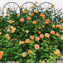4 Pack Metal Garden Trellis