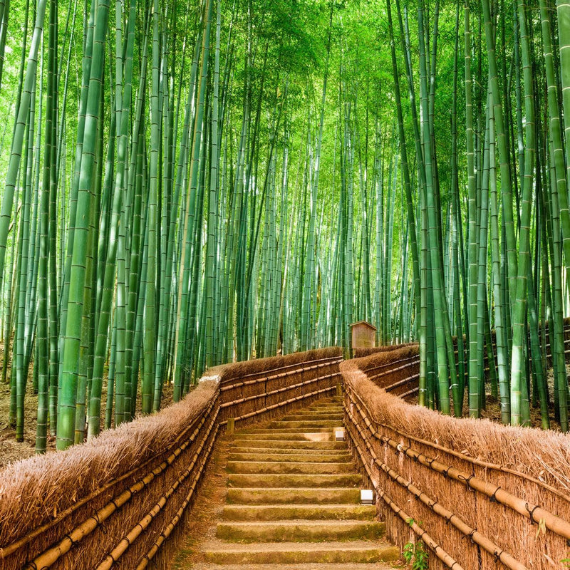 Japanese Bamboo Forest Arashiyama Woods Wall Mural