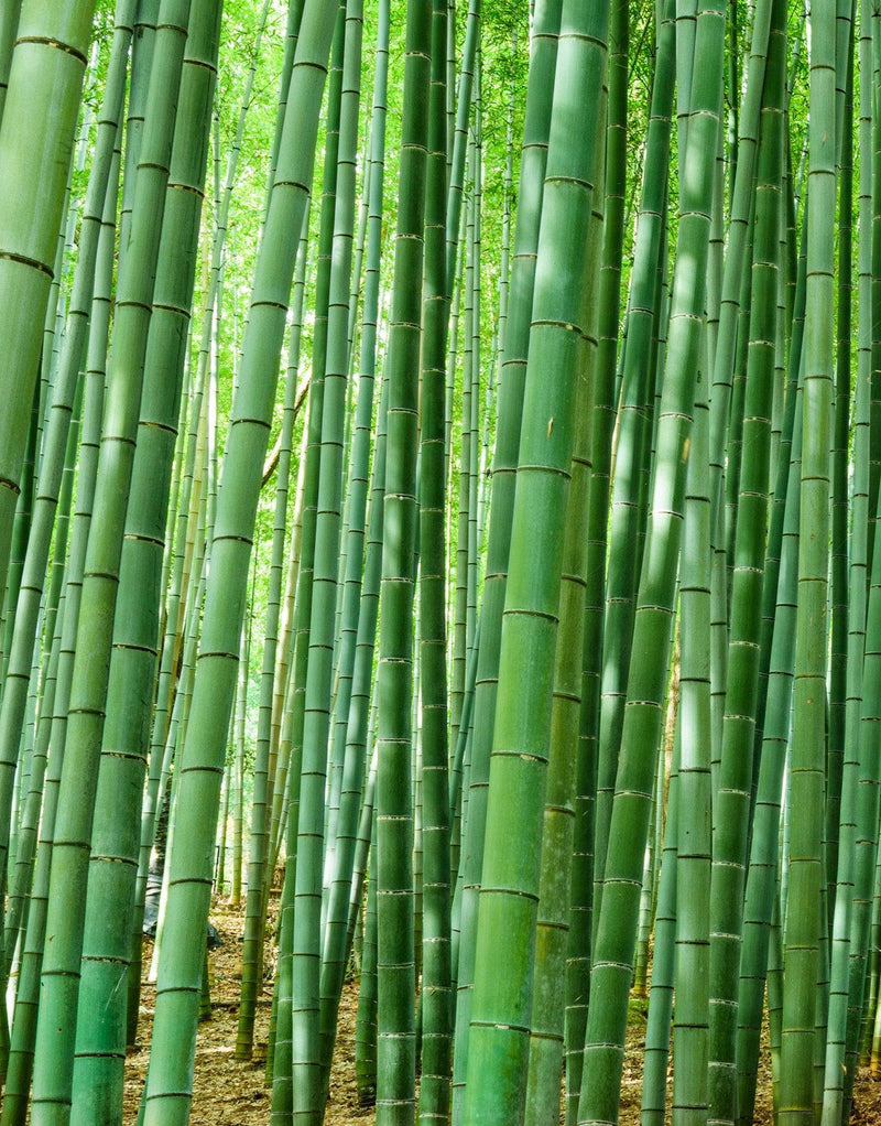 Japanese Bamboo Forest Arashiyama Woods Wall Mural