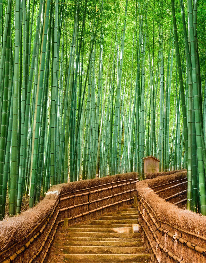 Japanese Bamboo Forest Arashiyama Woods Wall Mural